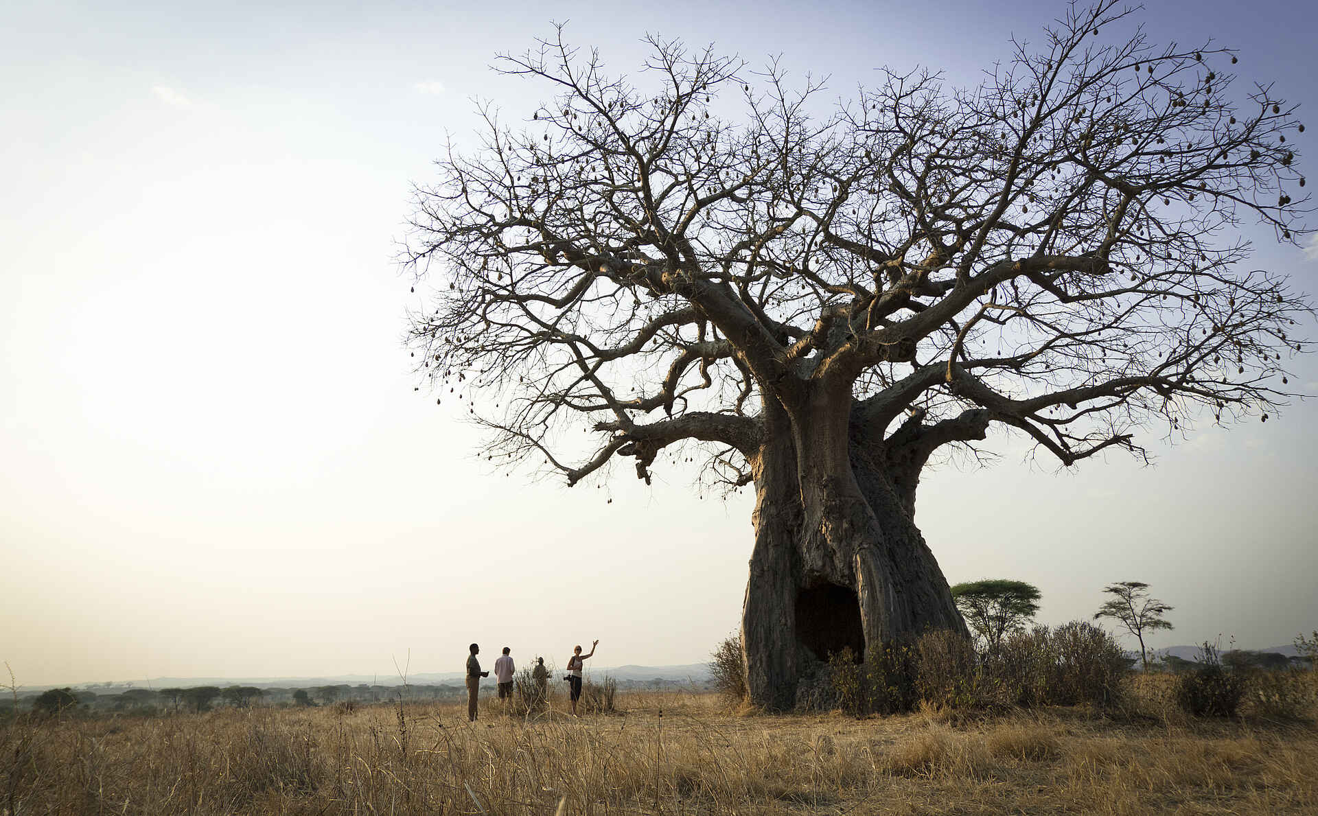 Kigelia Camp: Ausgehöhlter Baobab