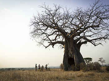 Kigelia Camp: Ausgehöhlter Baobab Kigelia Camp: Ausgehöhlter Baobab