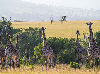 Klein's Camp: Giraffengruppe