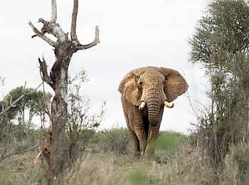 Laikipia Wilderness Palm Camp: Elefant Laikipia Wilderness Palm Camp: Elefant