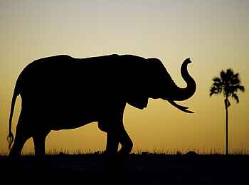 Little Makalolo Camp: Silhouette eines Elefanten Little Makalolo Camp: Silhouette eines Elefanten