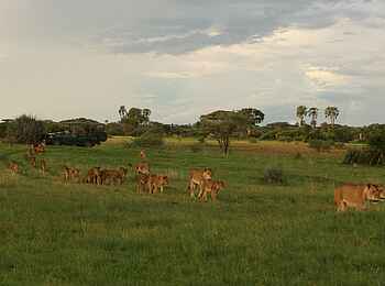 Machaba Camp: Löwenrudel Machaba Camp: Löwenrudel