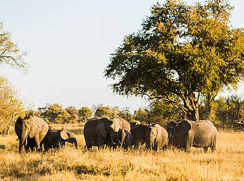 Machaba Camp: Elefantenherde 