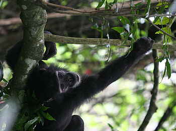 Mbali Mbali Mahale Lodge: Im Baum