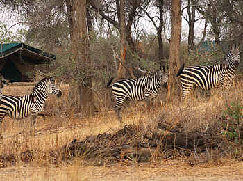 Mdonya Old River Camp: Zebras im Camp