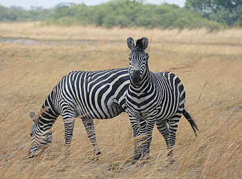 Nkasa Linyanti Camp: Zebras