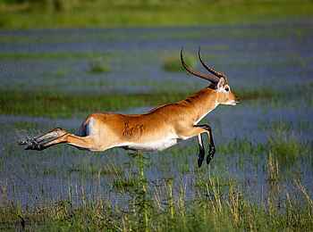 Nxabega Under Canvas Camp: Lechwe Antilope
