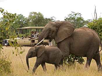 Puku Ridge Camp: Game Drive Puku Ridge Camp: Game Drive