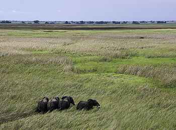 Shumba Camp: Elefanten im hohen Gras Shumba Camp: Elefanten im hohen Gras
