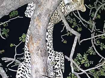 Simbavati Waterside Lodge: Leopard im Baum