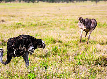 Sirikoi: Afrikanischer Strauß