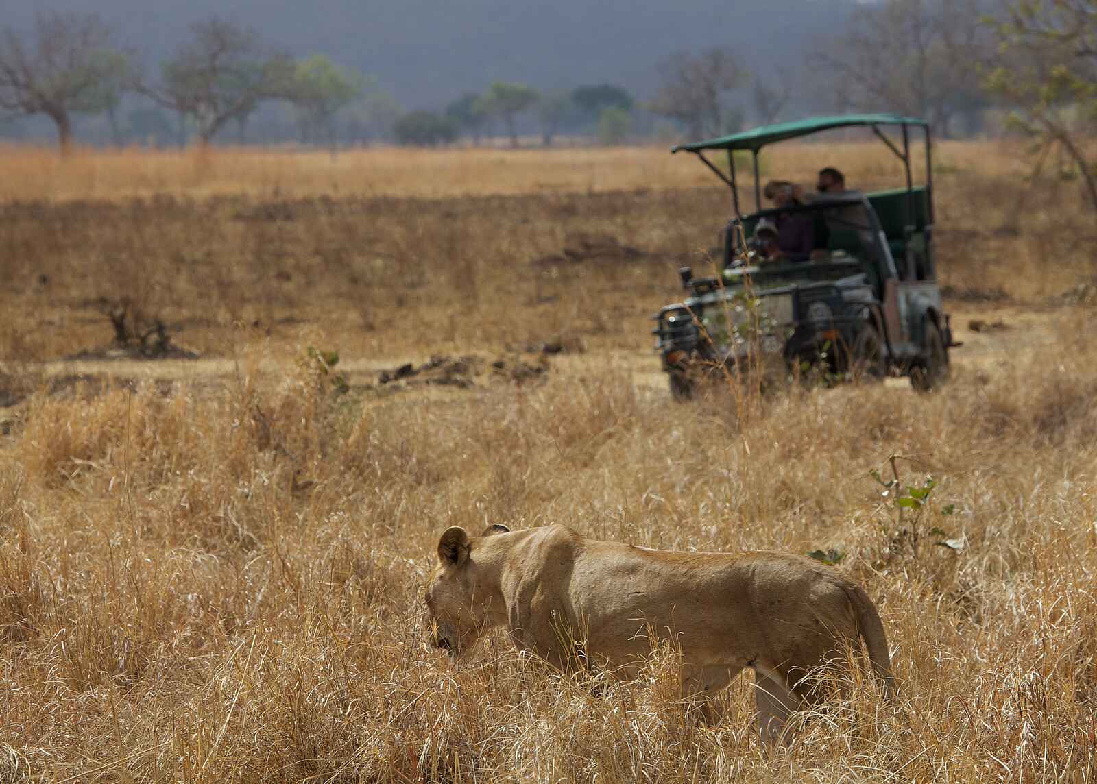 Stanley's Kopje Camp: Löwin Stanley's Kopje Camp: Löwin