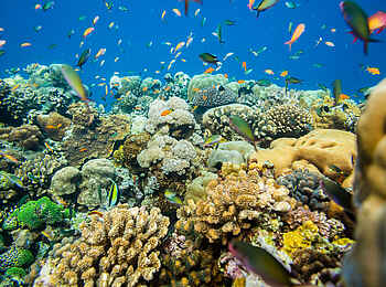 The Manta Resort: Farben des Meeres The Manta Resort: Farben des Meeres