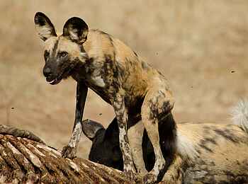 The Old House: Wildhund The Old House: Wildhund