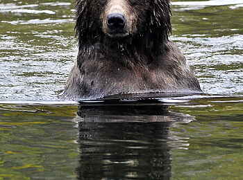 Tweedsmuir Park Lodge: Grizzly Bär im Wasser