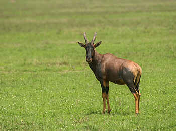Akagera Game Lodge: Topi Akagera Game Lodge: Topi