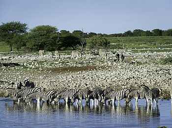 Anderssons at Ongava: Zebras gönnen sich eine Abkühlung Anderssons at Ongava: Zebras gönnen sich eine Abkühlung