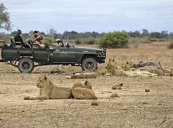 Lion Camp: Löwen und Geländefahrzeug
