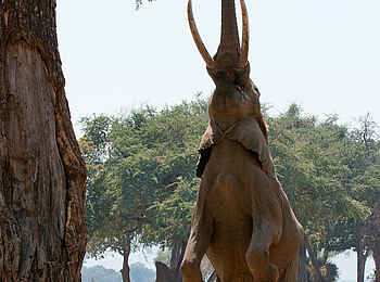 Little Vundu Camp: Stehender Elefant Little Vundu Camp: Stehender Elefant