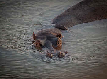 Nkonzi Bush Camp: Hippo Nkonzi Bush Camp: Hippo