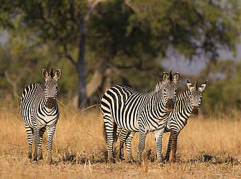 Nkonzi Bush Camp: Zebragruppe Nkonzi Bush Camp: Zebragruppe
