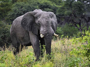 Qorokwe Camp: Elefant zwischen wilden Salbeibüschen Qorokwe Camp: Elefant zwischen wilden Salbeibüschen