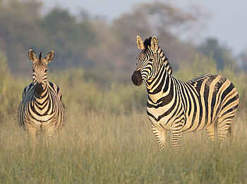 Qorokwe Camp: Zebras im Gras Qorokwe Camp: Zebras im Gras