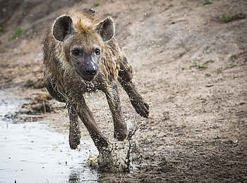 Sabi Sabi Selati Camp: Hyäne im Sprint Sabi Sabi Selati Camp: Hyäne im Sprint