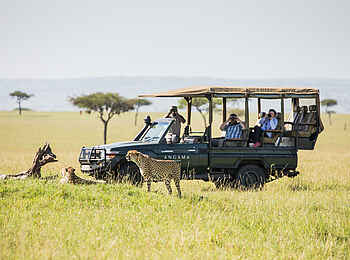 Angama Mara: Pirschfahrt in der Masai Mara Angama Mara: Pirschfahrt in der Masai Mara