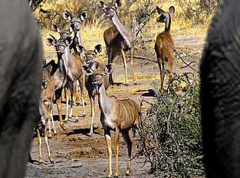 Bomani Tented Lodge: Antilopen