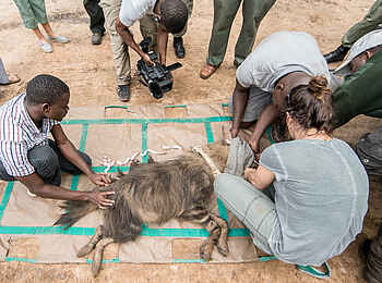 Chicari Camp: Conservation Projekte Chicari Camp: Conservation Projekte