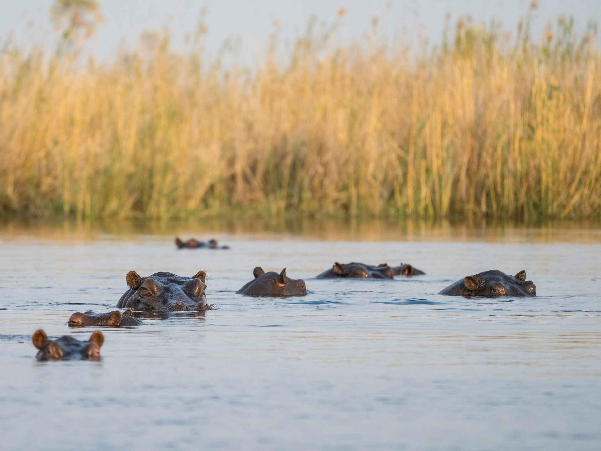 Daunara Safari Camp: Flusspferde Daunara Safari Camp: Flusspferde