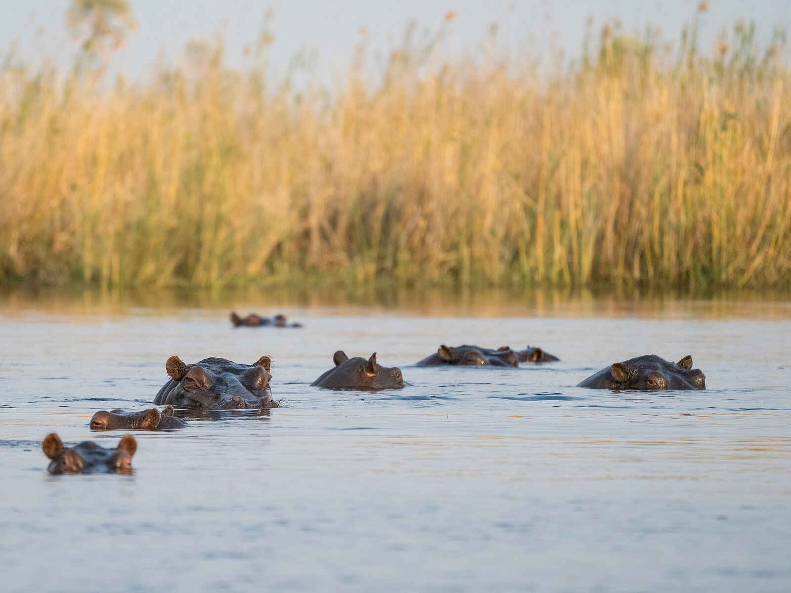 Daunara Safari Camp: Flusspferde Daunara Safari Camp: Flusspferde