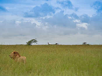 Dunia Camp: Löwe beim Flugplatz Dunia Camp: Löwe beim Flugplatz