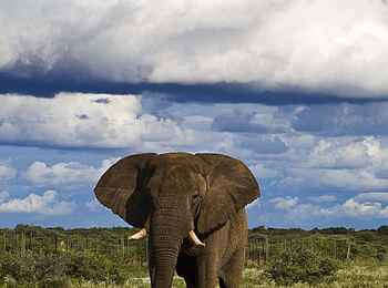 Etosha: Elefantenbulle