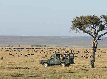 Governors' Camp: Safarifahrzeug mit Tierherde Governors' Camp: Safarifahrzeug mit Tierherde