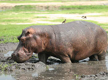 Katuma Bush Lodge: Zwei Vögel beim Säubern eines Nilpferds
