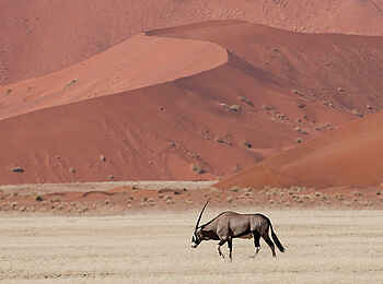 Kulala Desert Lodge: Eine Oryx Antilope vor schöner Kulisse