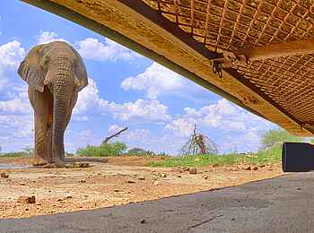 Last Word Madikwe Lodge: The Hide