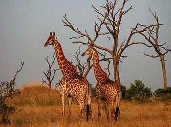 Leopard Hills: Giraffen