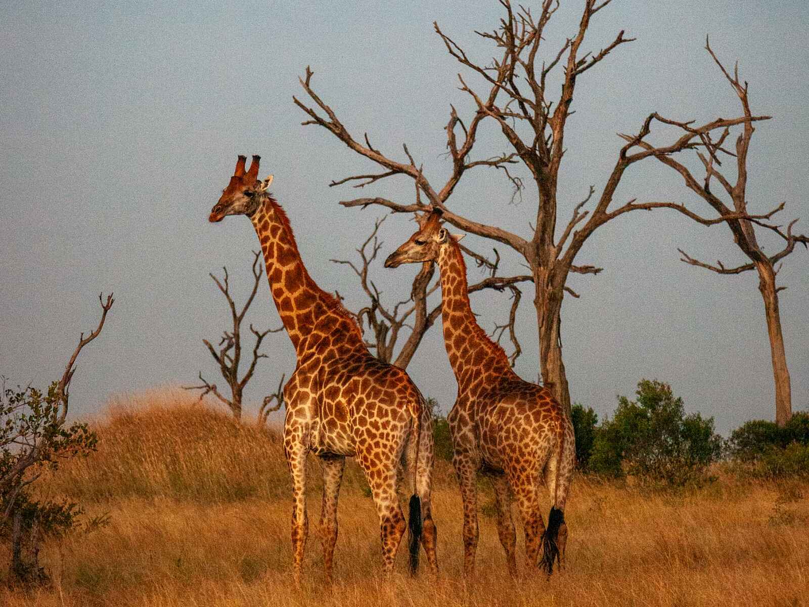 Leopard Hills: Giraffen Leopard Hills: Giraffen