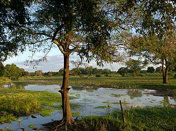 Luangwa Safari House: Wassergefüllte Lagune Luangwa Safari House: Wassergefüllte Lagune