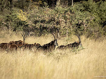 Luiana Plains Expedition Camp: Rappenantilopen im hohen Gras