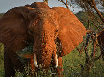 Madikwe Safari Lodge Kopano: Elefant