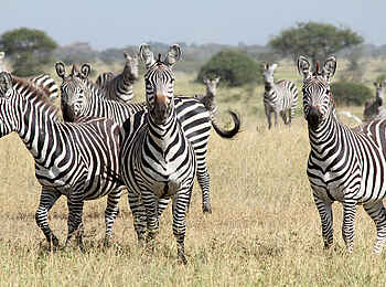 Manyara Ranch: Zebras Manyara Ranch: Zebras