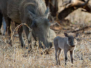 Mkulumadzi Lodge: Warzenschwein