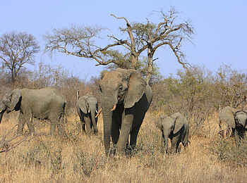 Motswari Game Lodge: Elefanten