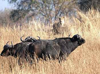 Mukambi Safari Lodge: Büffel Mukambi Safari Lodge: Büffel
