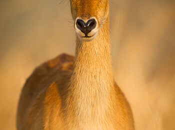 Norman Carr Safaris: Puku-Portrait