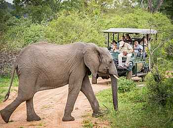 Oliver's: Auf Pirschfahrt Oliver's: Auf Pirschfahrt